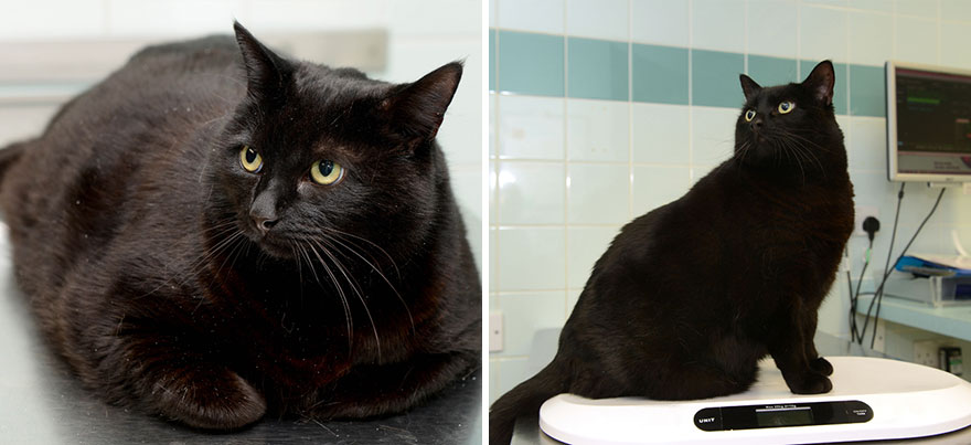 Lutter contre l'obésité féline en Angleterre