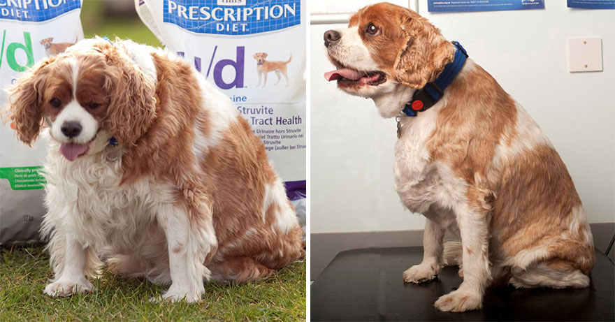 Lutter contre l'obésité canine en Angleterre