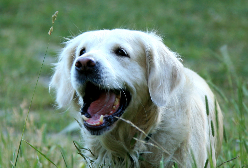 Surnom pour un chien
