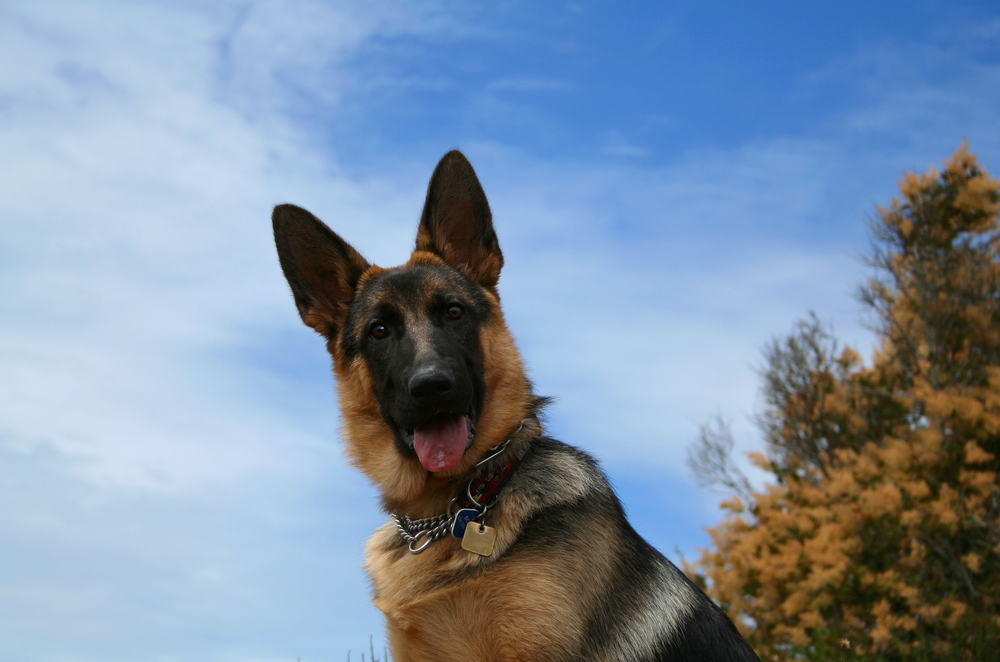 Surnom pour un chien