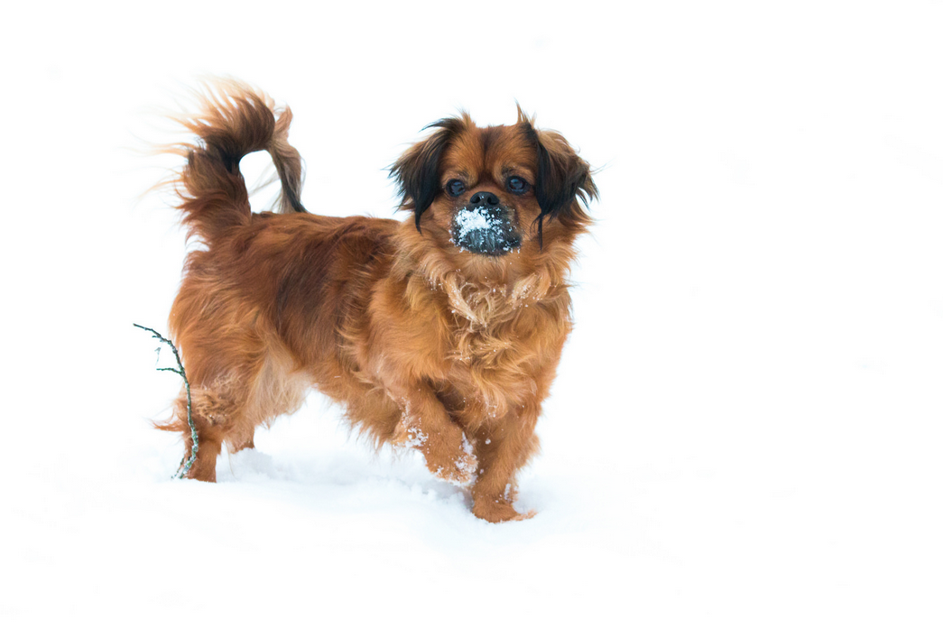 Surnom pour un chien