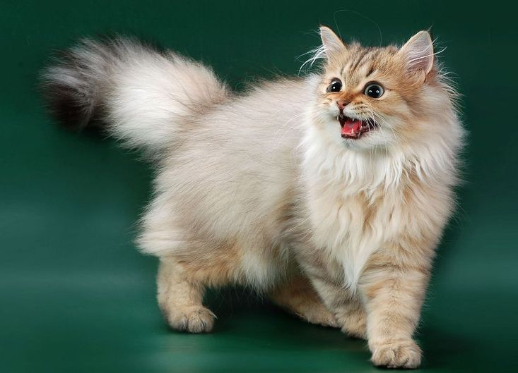 Cheveux longs britanniques