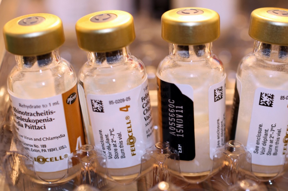 Voici à quoi ressemble un vaccin combiné pour chats.