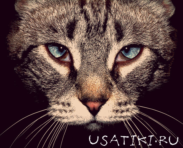 Blépharite chez un chat