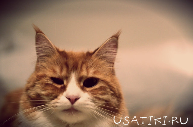 Un chat a une paupière enflammée.