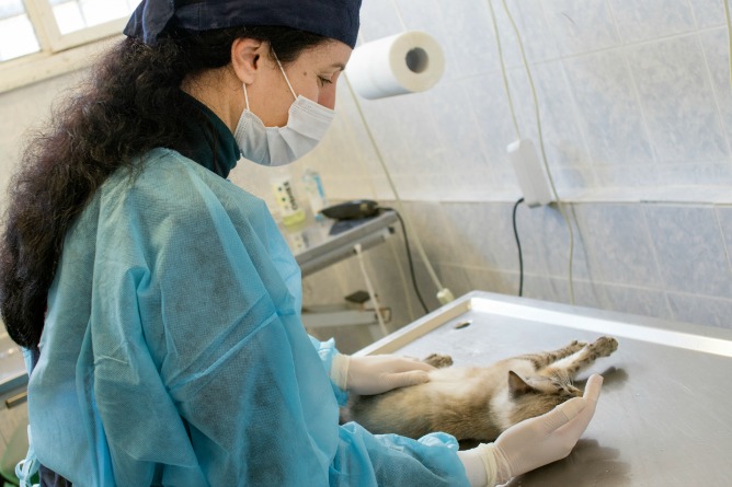 Stérilisation d'un chat errant