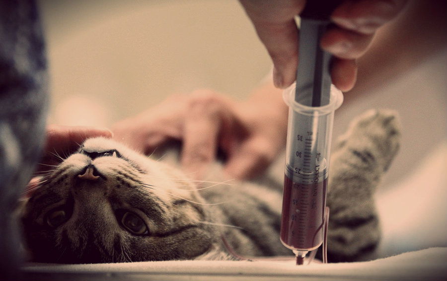 transfusion sanguine pour chats et chiens