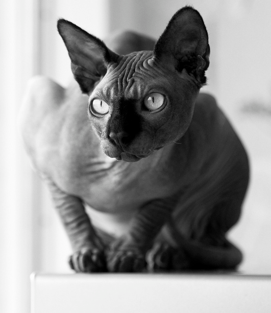 Chat Sphynx