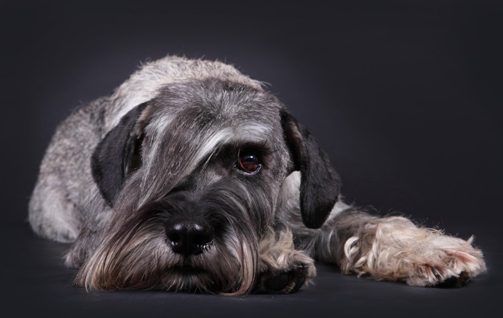 Personnage de Schnauzer moyen