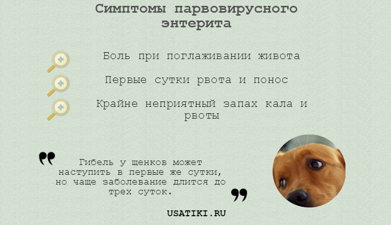 Symptômes de l'entérite à parvovirus chez le chien