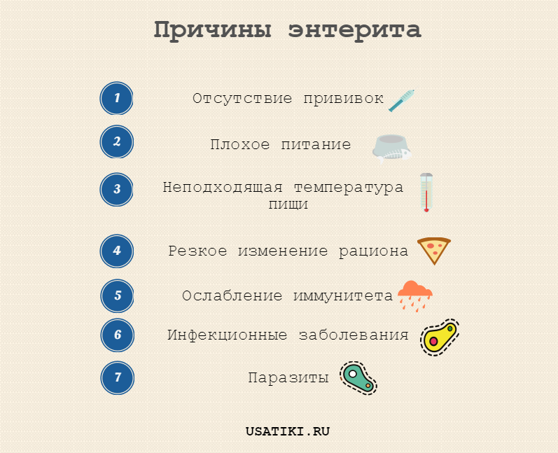 Causes de l'entérite chez le chien