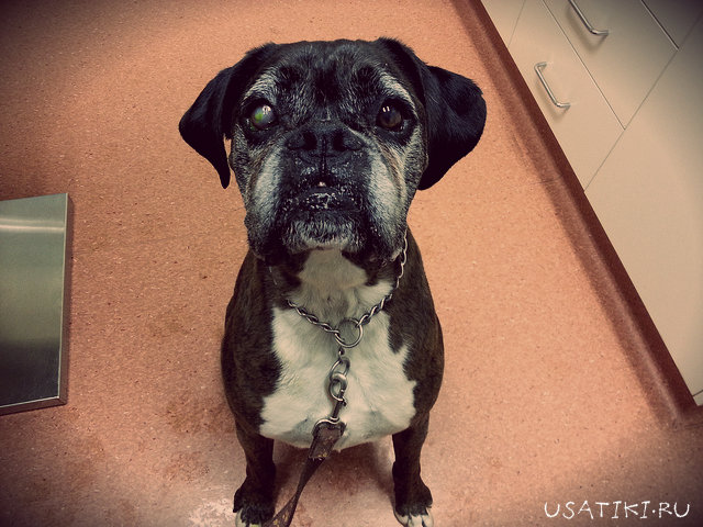 Les animaux à nez court sont le plus souvent touchés par les ulcères cornéens.