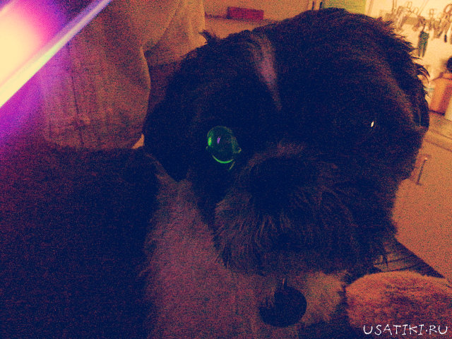 La cornée est traitée avec une solution spéciale