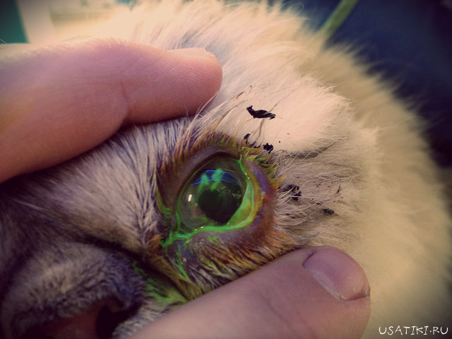 Kératite ulcéreuse