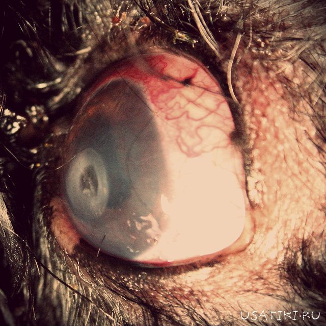 Ulcère cornéen chez un chien