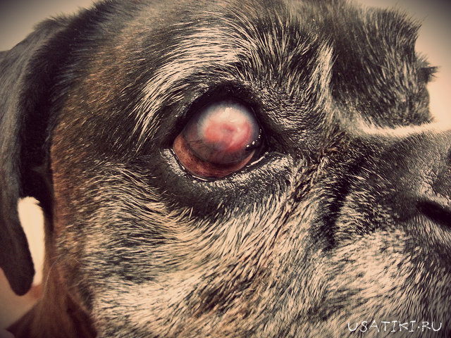 Kératite ulcéreuse