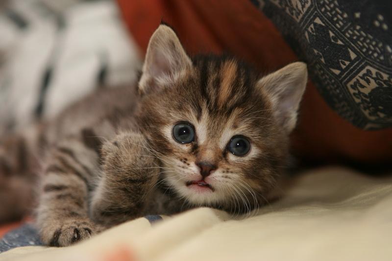 Que donner à manger à un chaton d'un mois ?