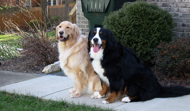 Les labradors sont sujets à l'obésité.