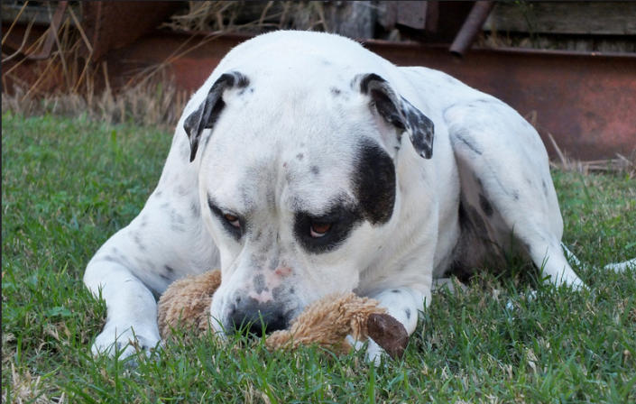 photo d'un American Bulldog