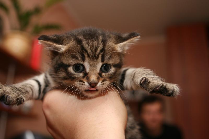 Comment bien prendre soin d'un chaton d'un mois