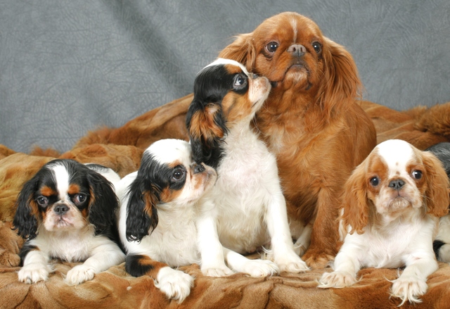 chiots King Charles Spaniel
