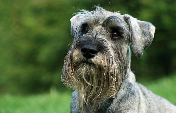 un schnauzer standard sur la photo