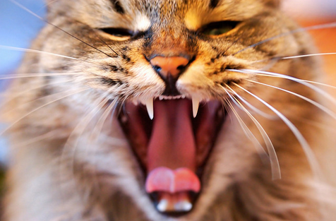 Une griffure ou une morsure de chat peut avoir des conséquences très graves pour une personne.