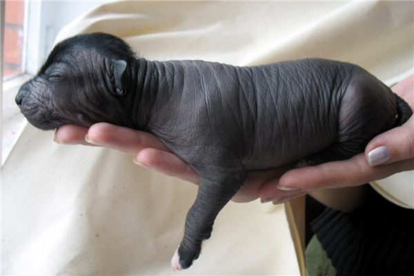 Chiens pour personnes allergiques, causes des allergies animales et gestion des allergies