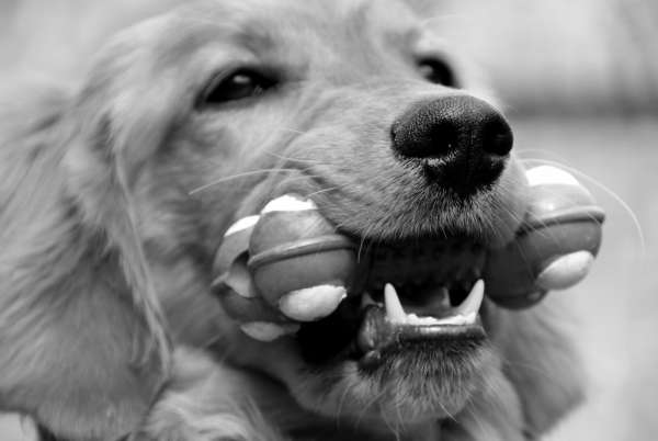 Le chien apporte des jouets à son propriétaire