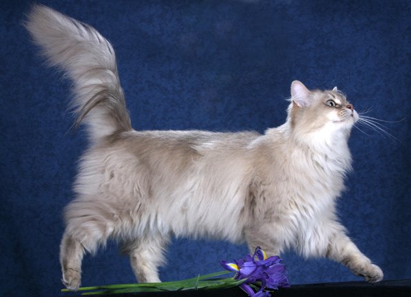 Chats Chantilly-Tiffany