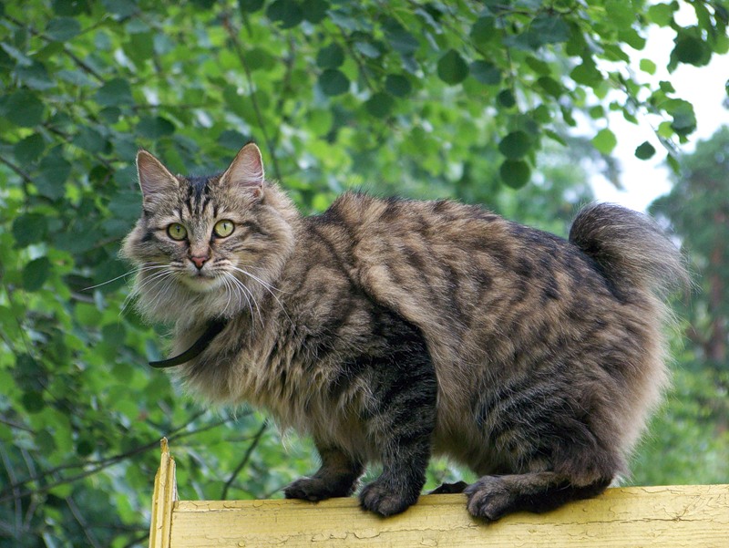 Chat Bobtail des Kouriles