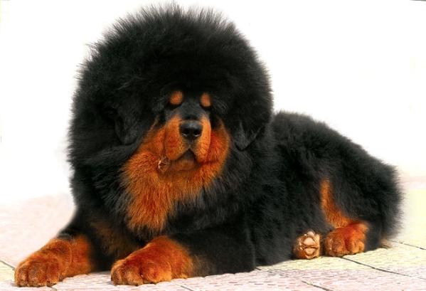 photo de mastiff tibétain