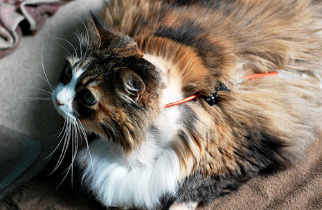 pancréatite chez un chat