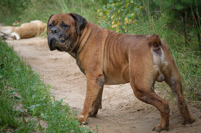 Boerboel sud-africain