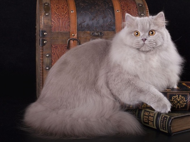 Poils longs bleus britanniques