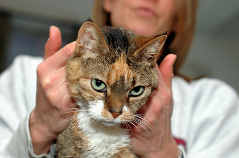 Pourquoi avez-vous besoin d'une puce ?