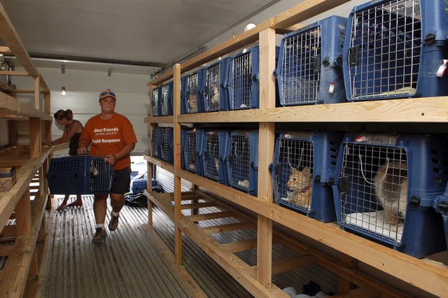 Où trouver un chaton, j'ai décidé d'adopter un chaton, où adopter un chaton auprès d'amis, adopter un chaton en élevage, chaton dans un refuge, chatons errants