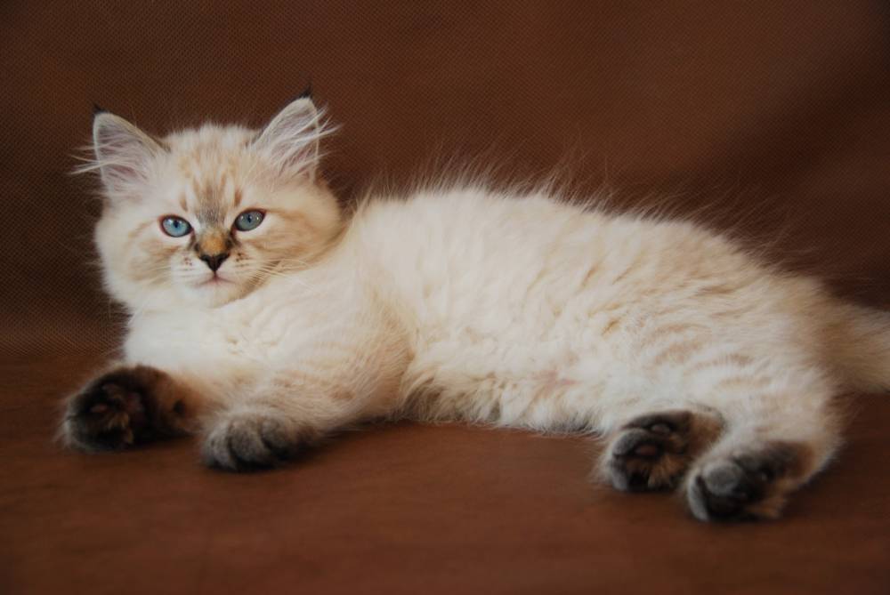 Chats du bal masqué de Neva