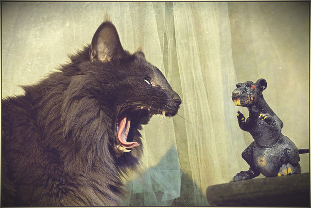 Le chat est un prédateur, le rat est une proie.