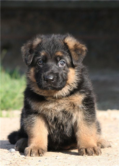 chiot Berger Allemand