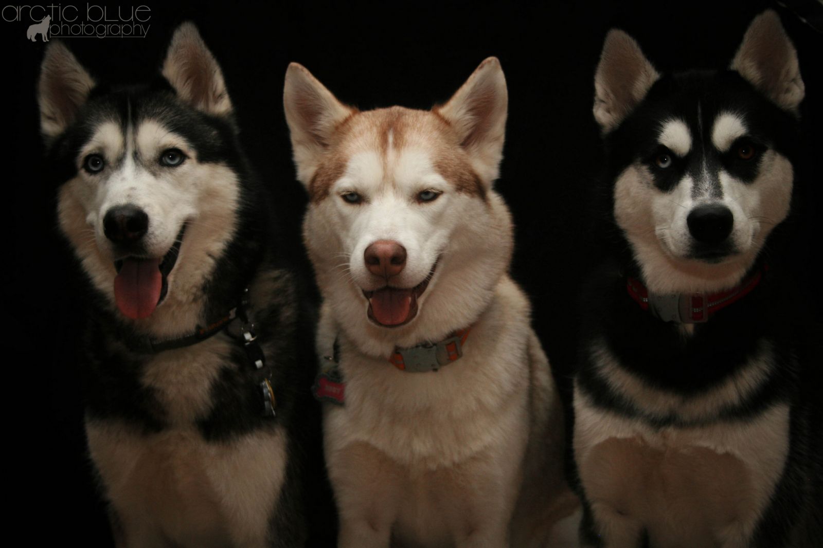 Trois magnifiques huskies