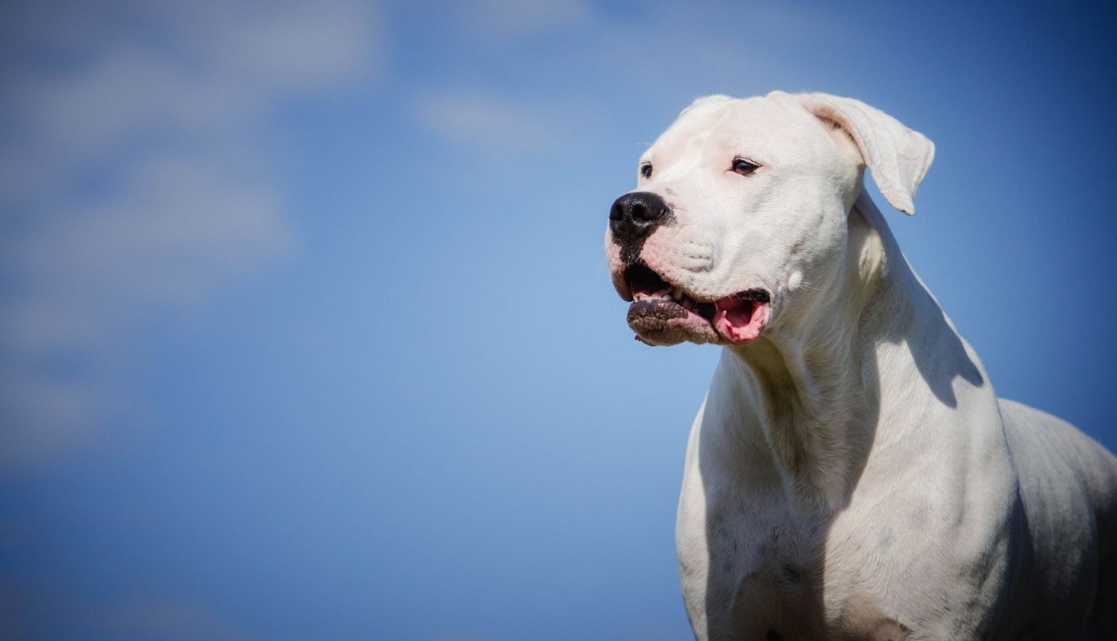 Photo de Dogo Argentino (Mastiff)