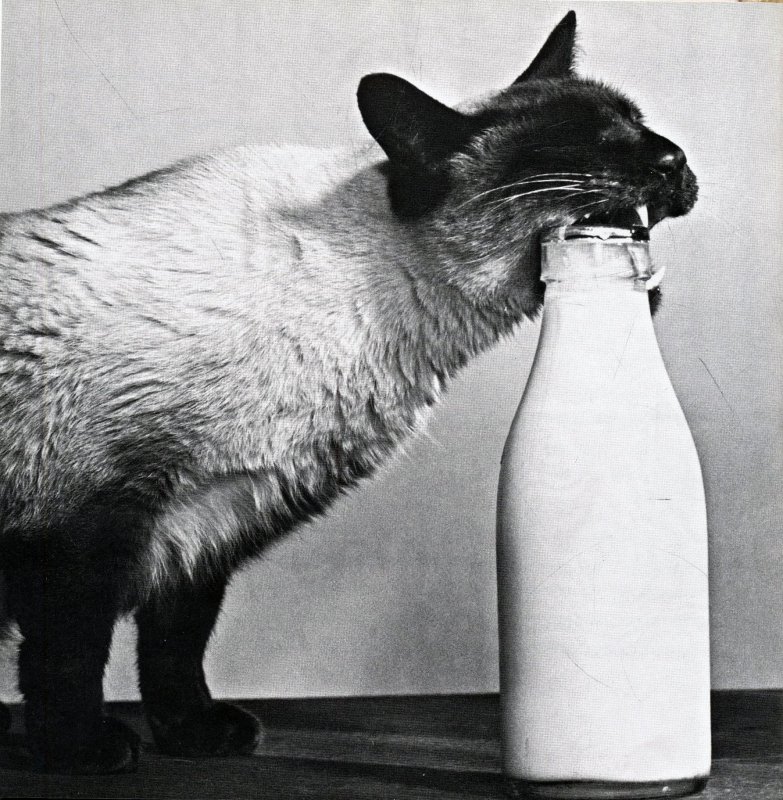 chat et lait