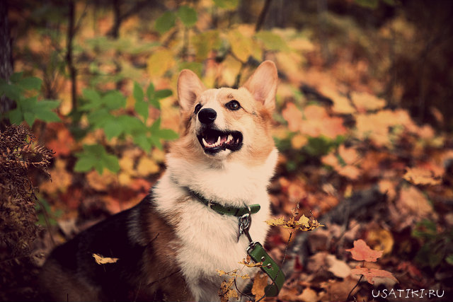 N'oubliez pas de vérifier régulièrement la santé de votre animal.