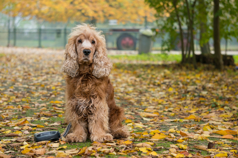 Un cocker spaniel est assis dans un parc d'automne