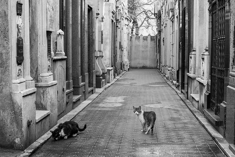 Annonces de chats disparus