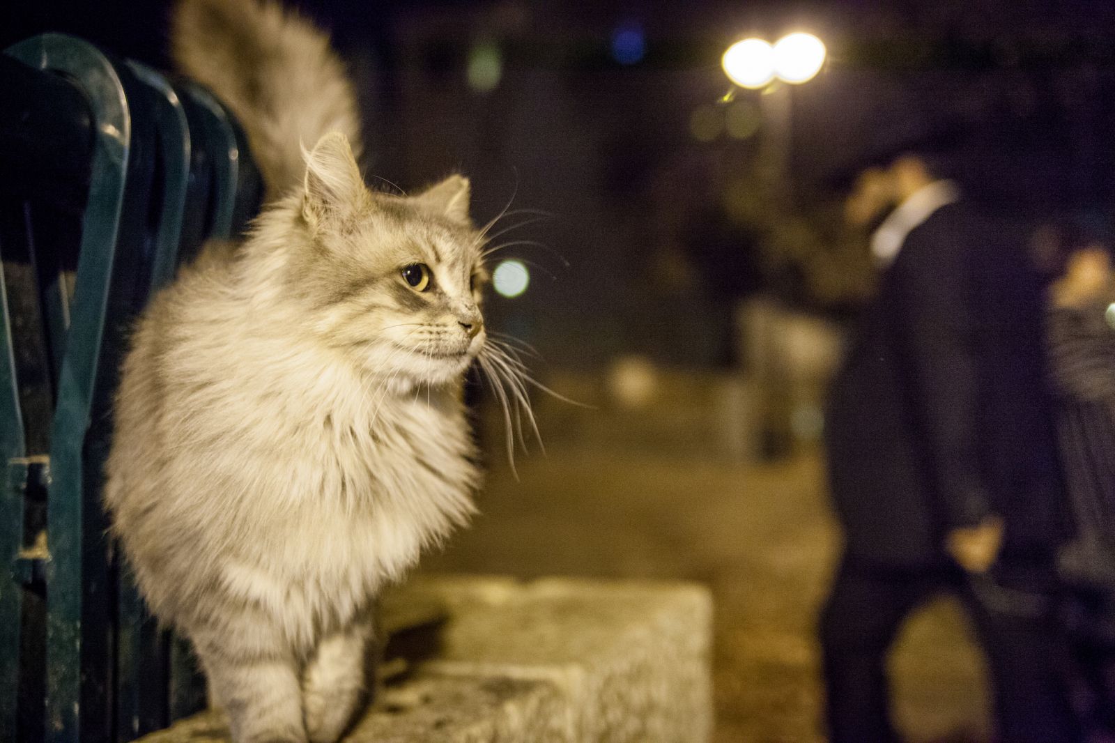 Chats de rue, que faire si un chat disparaît, aide, recherche de chat, chat parti