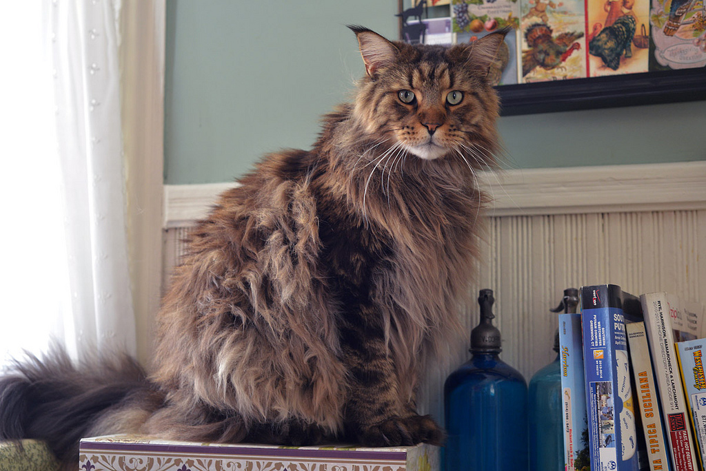 Maine Coon sur une étagère