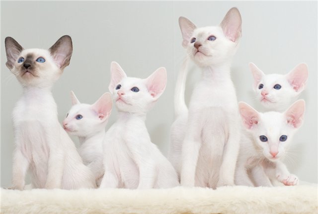 Chats blancs étrangers