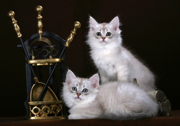 photographies de chats Chantilly-Tiffany